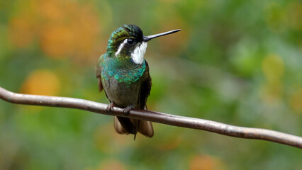 Tiny Green Thorntail hummingbird and Green-crowned Brilliant perched on a branch, Discosura conversii with blurred Green leaves forest background.