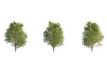 Fototapeta na wymiar Acer pseoudoplatanus tree group PNG cutout