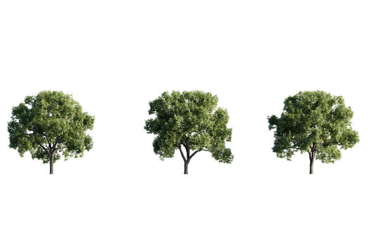 Acer Hippocastanum  tree view PNG cutout