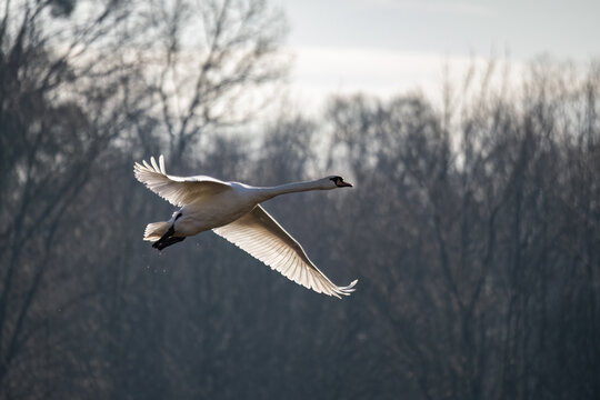 White swan flying over the lake.