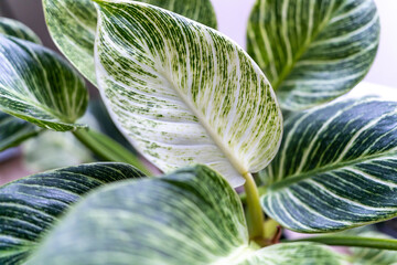 Close up of leaves philodendron white measures or birkin or new wave in the pot at home. Indoor gardening. Hobby. Green houseplants. Modern room decor, interior. Lifestyle, Still life with plants © Natali