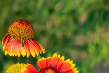 A close-up shot of a wilting red with golden edges Indian blanket flower, with a green garden field in the background.