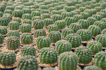 Fototapeta na wymiar Group of​ cactus​ in​ the​ pot.​Selective focus close-up top-view shot on cactus (Echinopsis aurea)