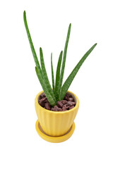 Aloe vera plant against in a yellow pot a white background.
