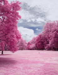 infrared landscape with pink trees