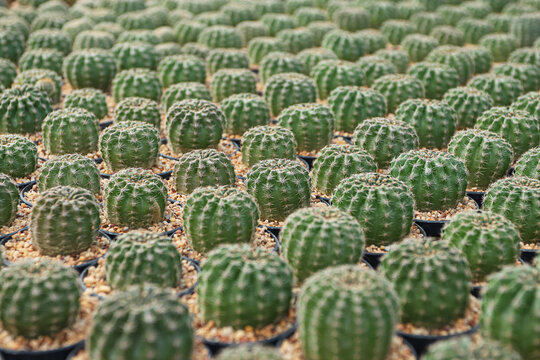Group of​ cactus​ in​ the​ pot.​Selective focus close-up top-view shot on cactus (Echinopsis aurea)