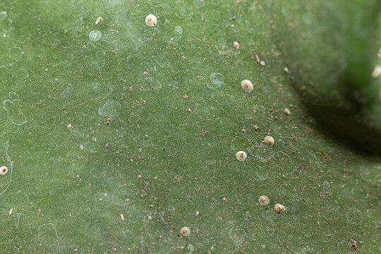 Closeup Scale insects (Hemiptera) on night blooming cereus (Epiphyllum oxypetalum) also called Dutchman's pipe cactus or Night Queen.