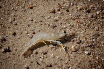 Camarão na areia. Brasil.