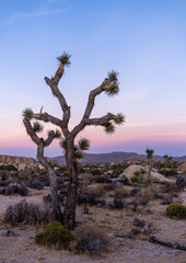 Joshua tree