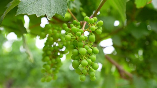 Close up of fresh vineyard grapes