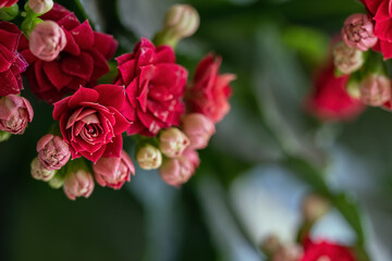 Close-up of the red flowers of the sedum.