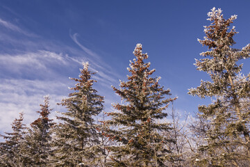 Pine Trees in the Winter