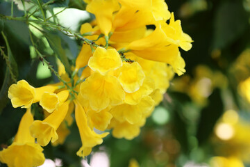 beautiful blooming yellow bell, yellow elder, trumpet vine in the garden