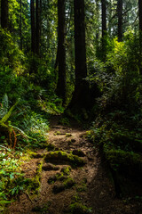 Obraz premium redwood forest