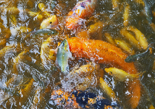 Feeding Frenzy Images Browse 1 296 Stock Photos Vectors And Video feeding-frenzy-images-browse-1-296-stock-photos-vectors-and-video
