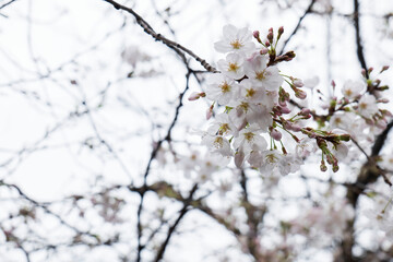 雨に降られ濡れ水滴がついた満開の桜の花が風に揺れる　美容・入学・入社・入園・花見・春・春雨のイメージ背景