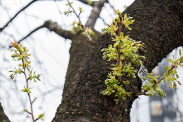 桜の枝と幹から芽吹いた新緑の葉　新しい瑞々しい葉の息吹...