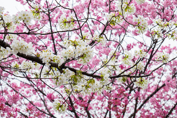 春、満開の紅白の桜のコントラスト　入学・入社・お祝いのイメージ　日本の花見