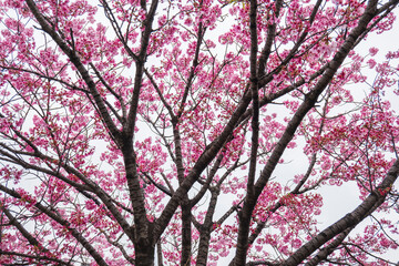 春、満開の紅白の桜のコントラスト　入学・入社・お祝いのイメージ　日本の花見