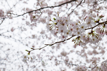 Obraz premium 雨に降られ濡れ水滴がついた満開の桜の花が風に揺れる 美容・入学・入社・入園・花見・春・春雨のイメージ背景