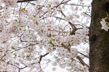 雨に降られ濡れ水滴がついた満開の桜の花が風に揺れる　美容・入学・入社・入園・花見・春・春雨のイメージ背景