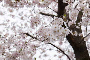 雨に降られ濡れ水滴がついた満開の桜の花が風に揺れる　美容・入学・入社・入園・花見・春・春雨のイメージ背景