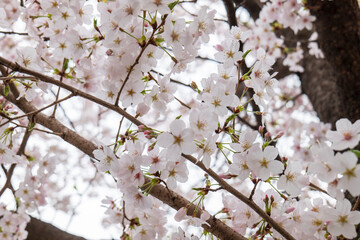 雨に降られ濡れ水滴がついた満開の桜の花が風に揺れる　美容・入学・入社・入園・花見・春・春雨のイメージ背景