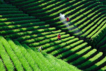 farmer sprayed pesticides on a field of shallot plantation. terracing in Majalengka, west java,...