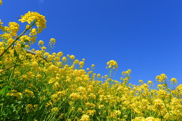 鮮やかな黄色の菜の花が咲き誇る春爛漫の風景
