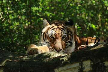 Fototapeta na wymiar Endangered species, Tiger or Panthera tigris.