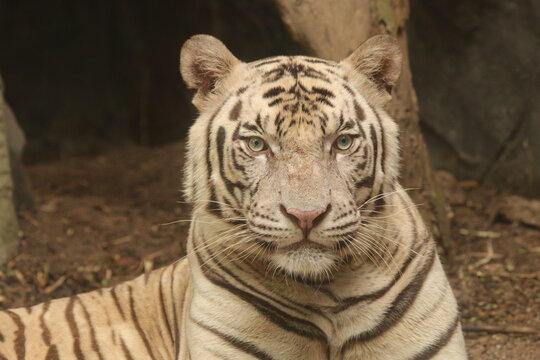 Endangered species, Tiger or Panthera tigris.