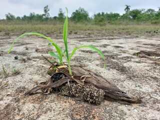 Two corn seeds sprouted from dry corn in the ground