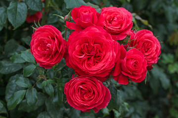 A cluster of cherry red blooms. Rosa 'Cherry Girl' (Korkosieb), a floribunda rose also known as 'Gift of Friendship' in Australia.  Bred by Kordes Roses.