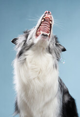 Happy dog open mouth on a blue background. Funny looking border collie. Pet in studio 