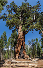 Fototapeta na wymiar Full view of Grizzly Giant, that is the grand patriarch of Yosemite sequoias, Mariposa Grove, Yosemite.