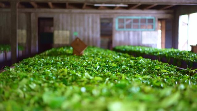 Drying of tea leaves. Production process inside tea factory, Sri Lanka. Nuwara Eliya tourism destination landmark.