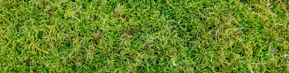 Closeup of lush green moss as a textured nature background
