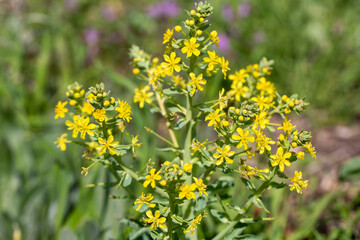 Obraz premium Inflorescence yellow flowers of Leontice leontopetalum or Rakaf. Leontice wild plant. Flowering. Ecotourism. Outdoors macro image