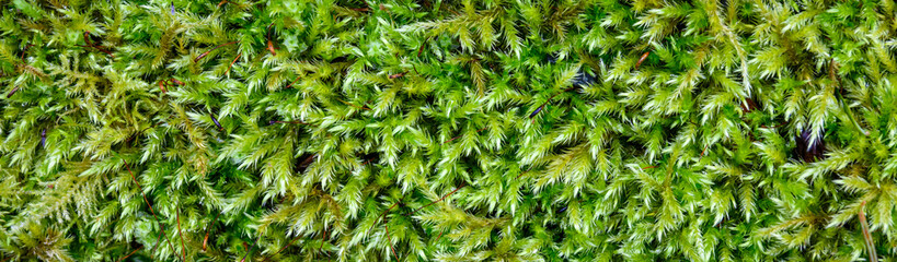 Closeup of lush green moss as a textured nature background
