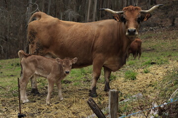 Vaca asturiana de los valles con cría 