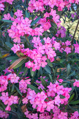 Fototapeta na wymiar Pink blooming flower. Scientific name; Nerium oleander
