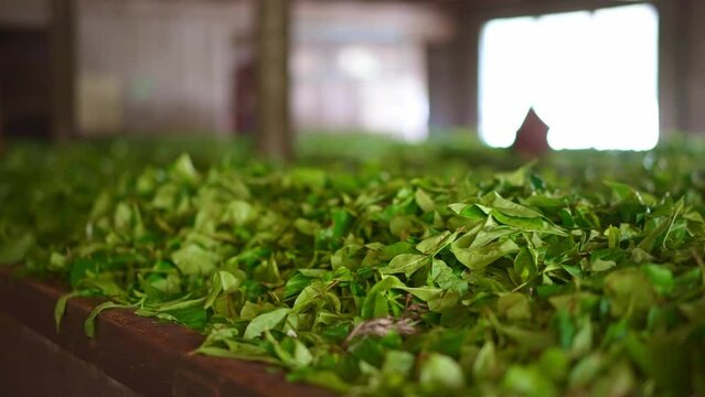 Sri Lanka tea factory. Fermentation of tea leaves, production of tea. Nuwara Eliya tourism destination landmark.