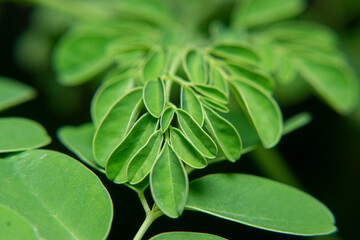 Close-up of Moringa oleifera leaves. Edible superfood plant native to tropical and subtropical...