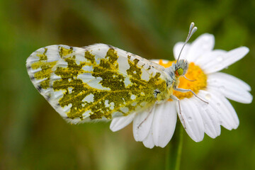 Butterfly in nature on daisy. Scientific name; Euchloe ausonia - Mountain Occult - Eastern Dappled White - Pearl White