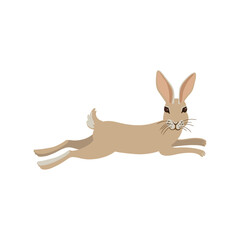 vector drawing hare, jumping rabbit, hand drawn animal isolated at white background , cartoon style character