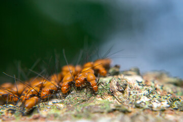 Clematoscenea sp or Psocotera  on wood