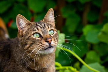Tabby cat with green eyes on a green leafy background in the garden.