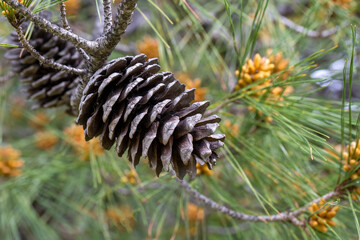 Naklejka na ściany i meble Pine tree and pine cone