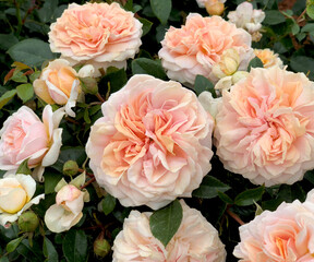 Beautiful soft apricot blooms of rosa 'Garden Of Roses' (Korfloci01).  A floribunda rose bred by...