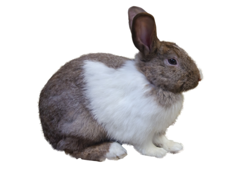 brown mix white rabbit,  easter bunny, on a transparent background